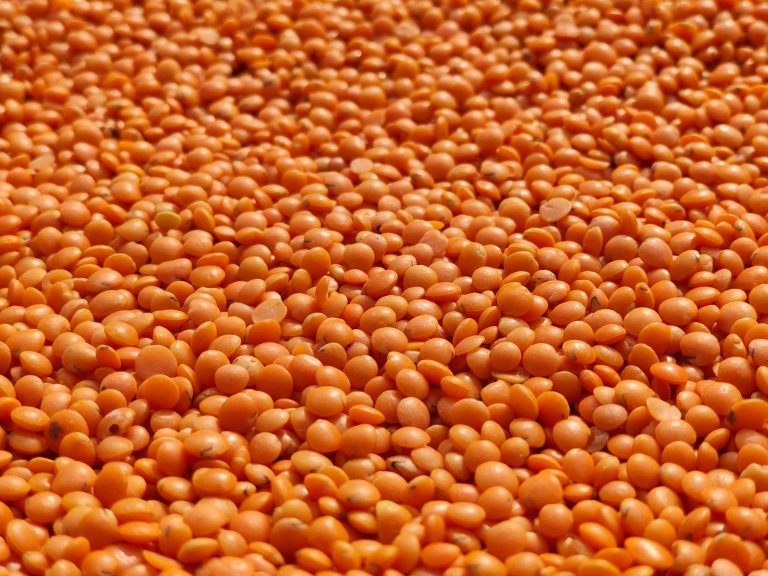 close up of red lentils