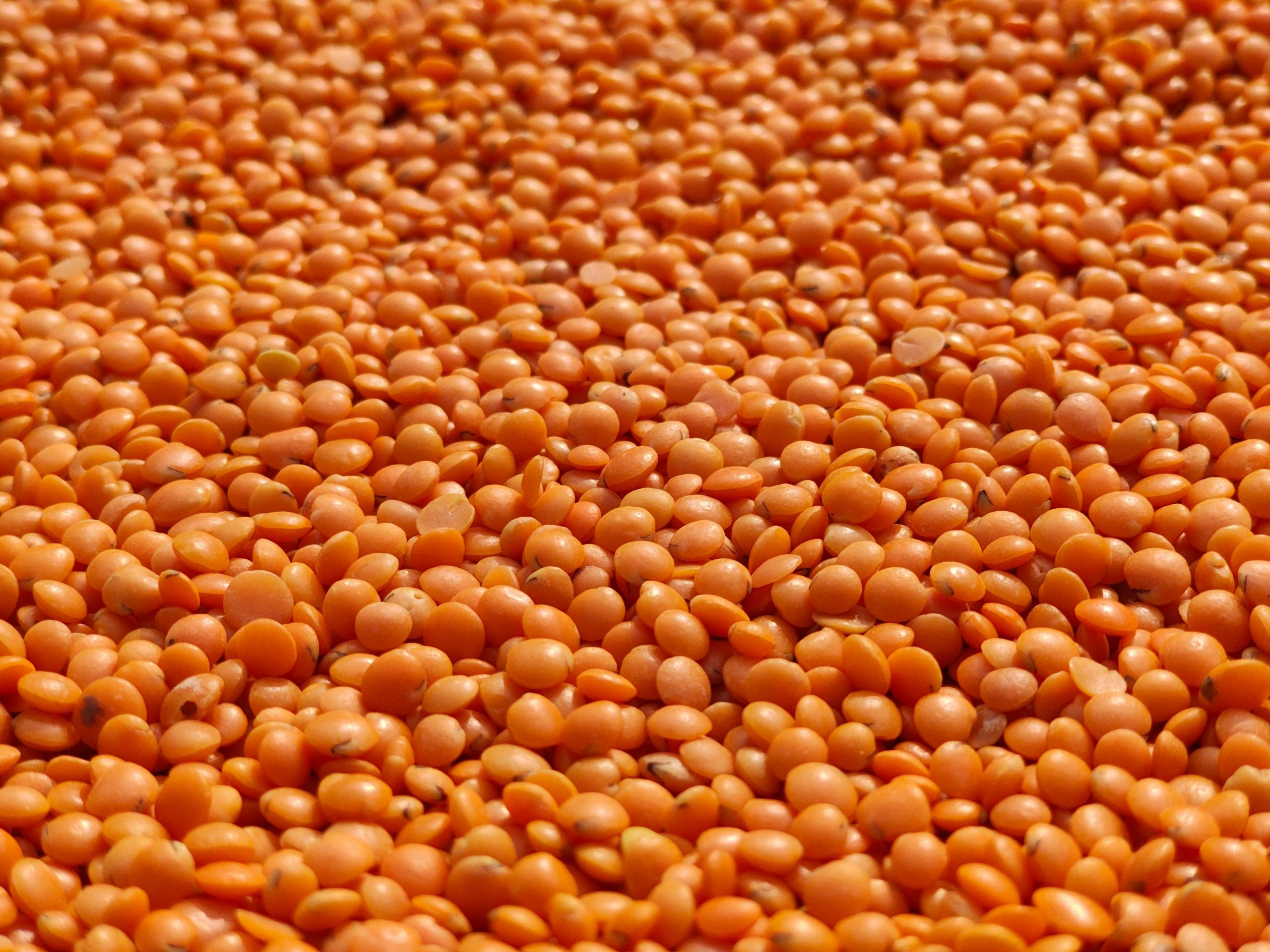 close up of red lentils
